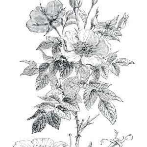 Wild rose engraving 1898