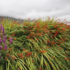 wild summer flowers beside kerry mountains on the ring of kerry in munster region