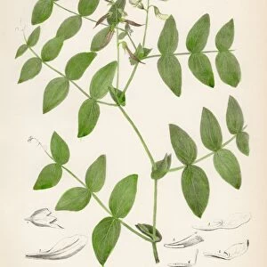Wild Sweet Pea botanical engraving 1843