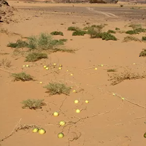 Wild Watermelons in the Desert