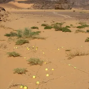 Wild Watermelons in the Desert Print Wild Watermelons in the Desert Print