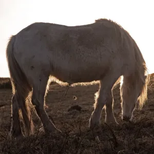 Wild Welsh ponies