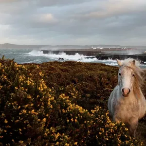 Wild welsh pony