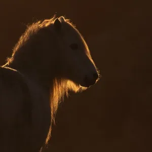 Wild welsh pony