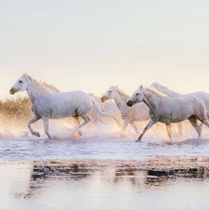 Wild White Horses of Camargue running in water at sunset