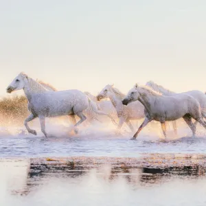 Wild White Horses of Camargue running in water at sunset