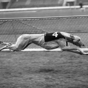 Wild Wolf Greyhound in Action Print Wild Wolf Greyhound in Action Print