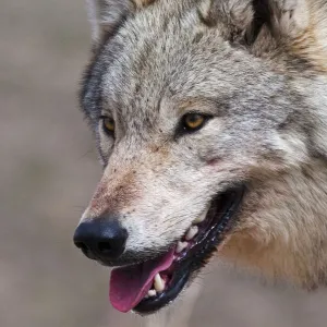 Wild Wolf Portrait