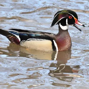 Beautiful Bird Species Poster Print Collection: Wood Duck (Aix sponsa)