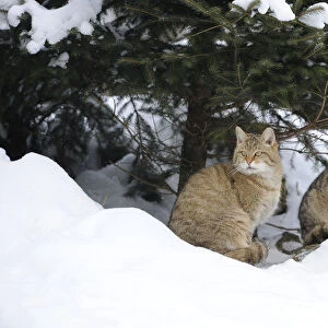 Wildcat -Felis silvestris-, juveniles in winter in front of den