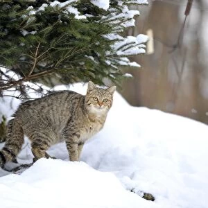 Wildcat -Felis silvestris- in winter, in front of den