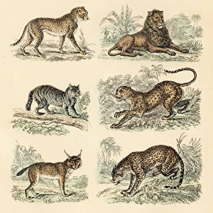 Wildcat, lion, leopard, jaguar, cheetah, lynx engraving 1872