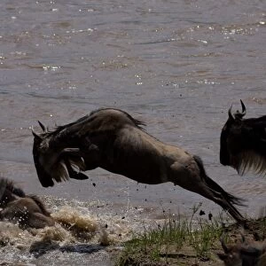 Wildebeast Leaping for Survival
