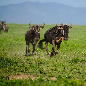 Wildebeest on the Move