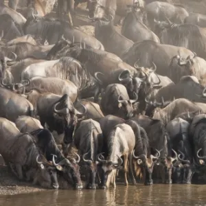 Wildebeest (Connochaetes taurinus) drinking