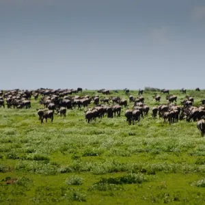Wildebeest Herd Wildebeest Herd