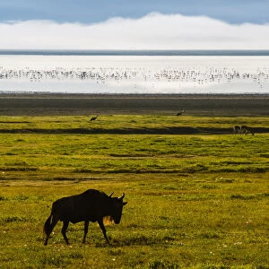 Wildebeest In Front of Lake Magadi