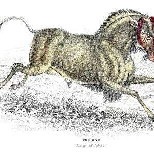 Wildebeest lithograph 1884