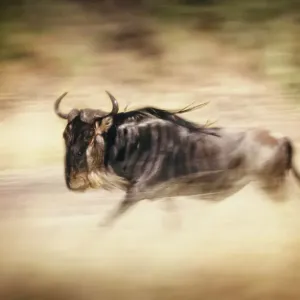 Wildebeest Panned While Running in Masai Mara, Kenya