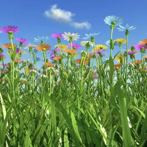 Wildflower meadow, artwork Wildflower meadow, artwork