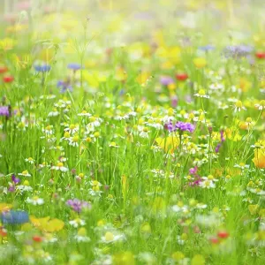 A wildflower meadow in the hazy summer sunshine A wildflower meadow in the hazy summer sunshine
