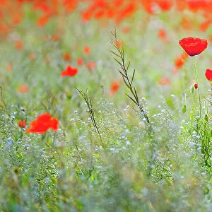 A wildflower meadow with red Poppies