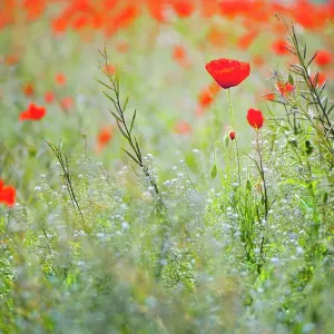 A wildflower meadow with red Poppies A wildflower meadow with red Poppies