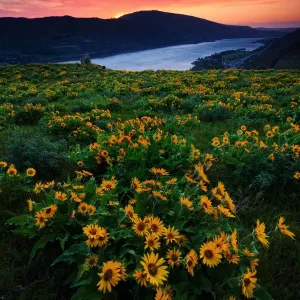 Wildflower sunrise Wildflower sunrise