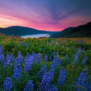 Wildflower Sunrise