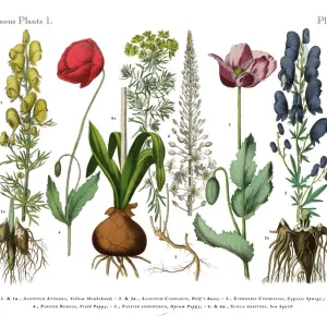 Wildflowers, Poisonous and Toxic Plants, Victorian Botanical Illustration