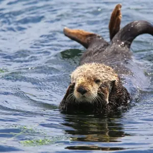 Sea Otter Print with Thoughtful Expression Sea Otter Print with Thoughtful Expression