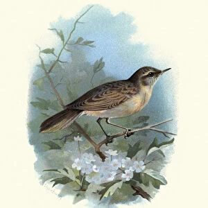 Wildlife, Birds, common grasshopper warbler (Locustella naevia)