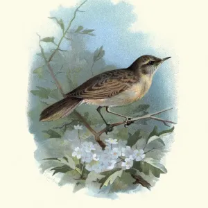 Wildlife, Birds, common grasshopper warbler (Locustella naevia)