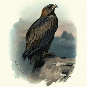 Wildlife, Birds, golden eagle (Aquila chrysaetos)