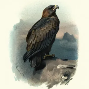 Wildlife, Birds, golden eagle (Aquila chrysaetos)