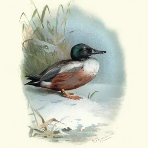 Wildlife, Birds, Northern shoveler, Spatula clypeata