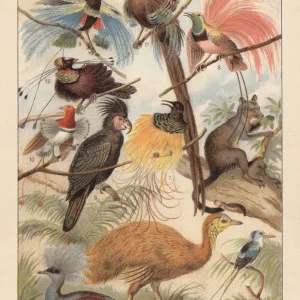 Wildlife of New Guinea, chromolithograph, published in 1895