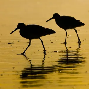 Two Willet Birds in Silhouette Print Two Willet Birds in Silhouette Print