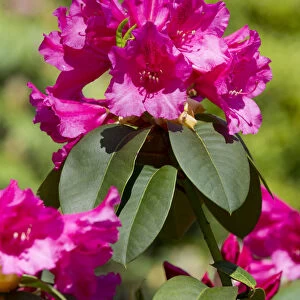 Williams Rhododendron -Rhododendron williamsianum-, flowering, Thuringia, Germany