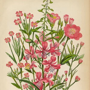 Willow Herb, Bay Leaf and Chickweed, Victorian Botanical Illustration
