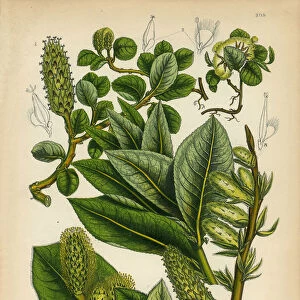 Willow, Osier, Sallow, Apple-Leaved Willow, Victorian Botanical Illustration