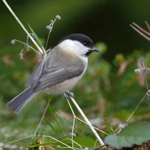 Willow Tit Print on a Blade of Grass Willow Tit Print on a Blade of Grass