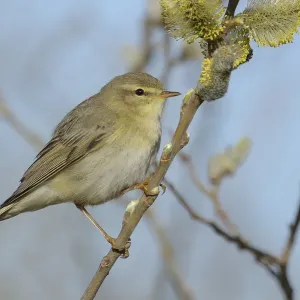 Willow Warbler Print on Catkins Bush