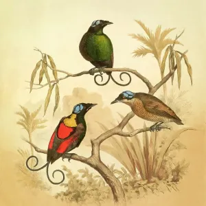 Wilson's bird-of-paradise, 19th century illustration