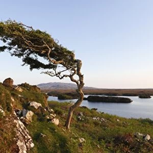 Wind-formed tree, Emlaghmore, Connemara, County Galway, Republic of Ireland, Europe