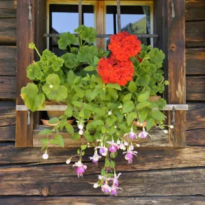 Window with flower box, Laerchkaralm mountain lodge, Donnersbachwald, Styria, Austria, Europe