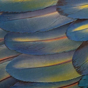 Wing feathers of Scarlet Macaw Pattern