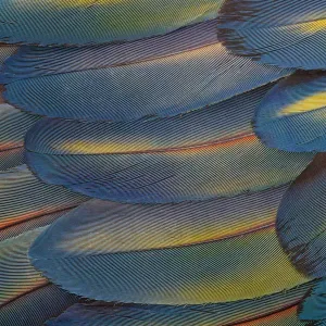 Scarlet Macaw Wing Feathers Print Scarlet Macaw Wing Feathers Print