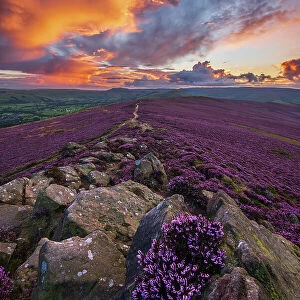 Winhill purple landscape at sunset, Derbyshire, Peak District. UK