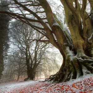 Winter Beech Forest Print Winter Beech Forest Print